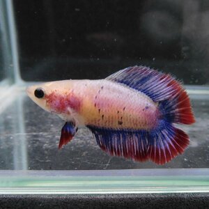 ベタ　ダブルテール　メス　ラベンダー　06F0501-020　熱帯魚　生体