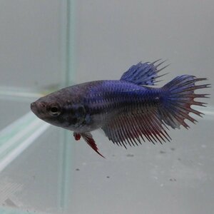 ベタ　クラウンテール　メス　ブルー　01F0501-007　熱帯魚　生体