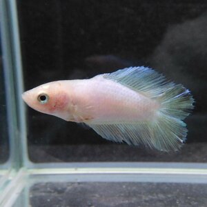  betta double tail female pastel 06F0501-011 tropical fish organism 