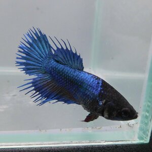  betta Crown tail female green 01F0501-008 tropical fish organism 