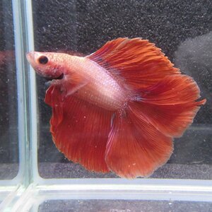  betta double tail male Cambodia n red 06M0501-011 full moon organism tropical fish 