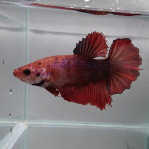  betta show betta female fancy red 03F0501-040 half moon tropical fish organism 