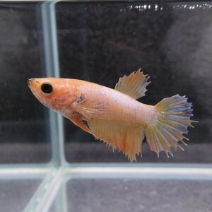 ベタ　クラウンテール　メス　ブルー　01F0501-012　熱帯魚　生体