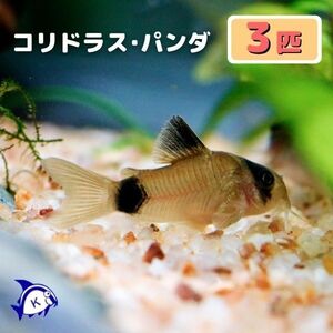 熱帯魚　コリドラス・パンダ　3匹　※雄雌のご指定不可