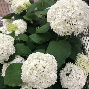 アナベル　紫陽花　抜き苗　ドライフラワー　切花　庭木　鉢植え　★SALE★