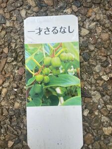 一才サルナシ　ベビーキウイ　苗　果実の苗　山野草　盆栽