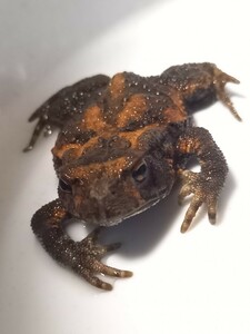 ヒキガエル　約5.5cm　性別不明