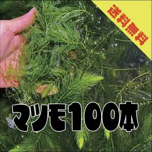 【送料無料】マツモ100本　15cm前後　死着リスクを抑えるためゆうパックに変更