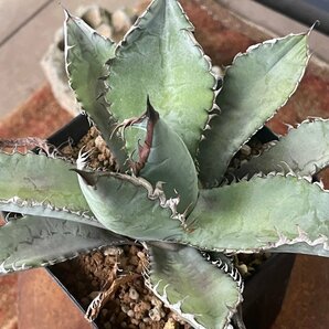 子株 アガベ チタノタ ラインオンズメーン １３cm | CACTUS.TOKYOの画像4