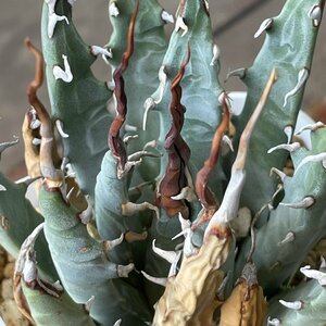 2 選抜　ユタエンシス 9cm　発根済 | CACTUS.TOKYO | (エボリスピナ　ネバデンシス 陽炎)　