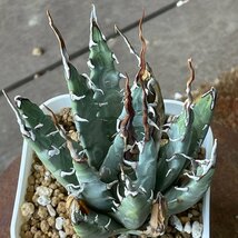 2 選抜　ユタエンシス 9cm　発根済 | CACTUS.TOKYO | (エボリスピナ　ネバデンシス 陽炎)　_画像3