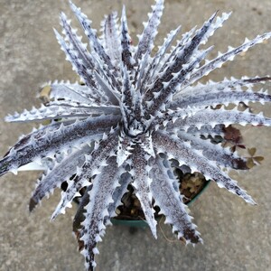 ディッキア ケズウィック ハイブリッド Dyckia 'Keswick' hybrid (select)