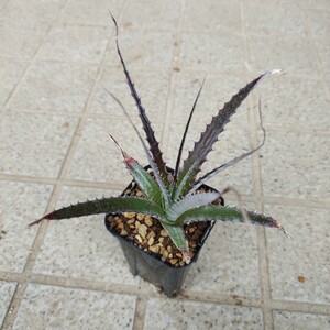 Hechtia argentea ヘクチア アルゲンティア