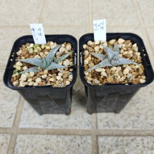 【2株セット】ディッキア Dyckia macedoi x brauniiとDyckia macedoi self pollinated seedling