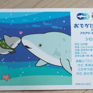 おでかけ子ザメ アクアワールド 大洗水族館 ポストカード シロワニ