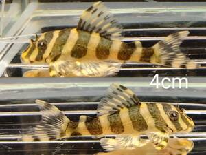 6 quinnperial Zebra pleco