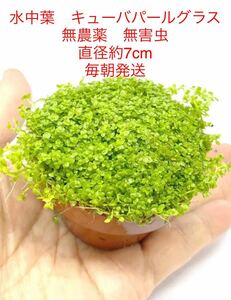 （水中葉）大量キューバパールグラス　直径7ｃｍ＊1セットおまけ付　無農薬・無害虫