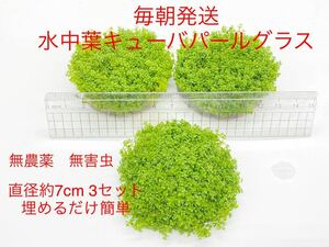 ( подводный лист ) много кий ba pearl-grass диаметр 7cm*3 комплект с дополнением нет пестициды * нет . насекомое 