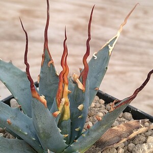  agave [e Boris pina..]