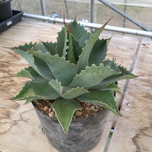  agave [ over tifo rear ]