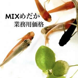 【JAPAN aquarium】 お楽しみ！ ミックスめだか 100匹 大好評!! 品種様々 品質良好 業務用価格 養魚場直送