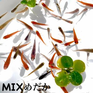 【養魚場直送】厳選 お楽しみ ミックスめだか 90匹 大好評!! 品種様々 品質良好 業務用価格