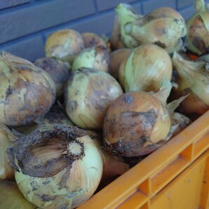 送料無料*静岡県産*新玉ねぎ*5kg*農薬除草剤化学肥料不使用*農家直送*新鮮野菜の画像4