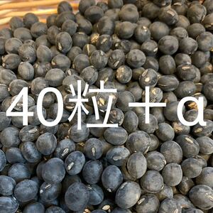 * top class * branch legume. kind . peace 5 year new legume own . taking Tanba black large legume 40 bead +α Tanba. black soybean black soybean 