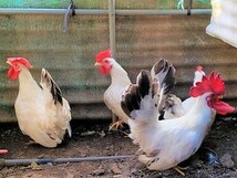 大冠鶏チャボ【肥後チャボ】の有精卵５個（食用可）_画像3