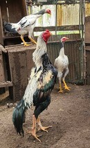 白笹大軍鶏の有精卵５個（食用可）（即決で１個保証）_画像1