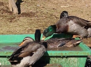 食用・マガモの有精卵６個