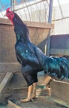 黒種大軍鶏の有精卵５個（食用可）（即決で１個保証）_画像2