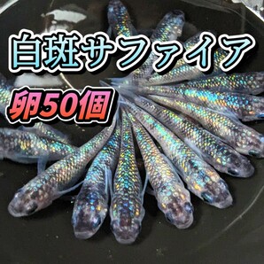 【白斑サファイア】有精卵50個＋a個 めだか メダカの画像1