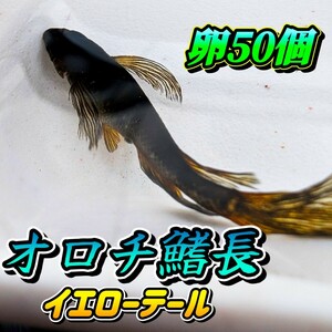 【オロチ鰭長イエローテール】有精卵50個＋a個　めだか　メダカ