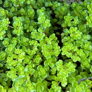 多肉植物　セダム　丸葉万年草