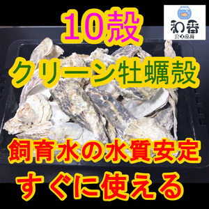 【水質安定 除菌済】 クリーン牡蠣殻(かきがら) 10殻+α(10-15cm) ろ材 めだか 金魚 貝 カキガラ バクテリア PSB クロレラ 中和