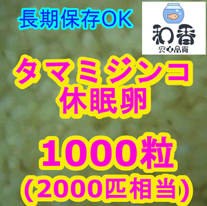 送料210円★タマミジンコ休眠卵1000粒★ 長期保存 めだか らんちゅう グッピーの餌 ゾウリムシブラインシュリンプ代替※クロレラ付も