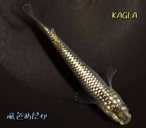 【風色めだか】KAGLA　2ペア