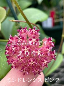 0402 ホヤ Hoya mindorensis pink ミンドレンシス ピンク つぼみ付き