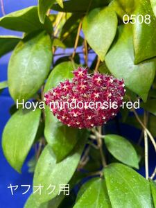 0502 ホヤ Hoya mindorensis red ミンドレンシス レッド つぼみ、花座付き