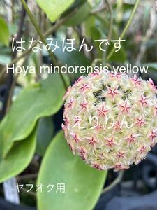 0509 Hoya Hoya mindorensis yellowmin drain sis yellow ... attaching 