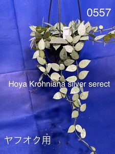 0557 ホヤ Hoya クローニアナシルバー Krohniana silver serect
