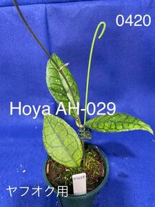 0420 Hoya AH-029 ホヤ 