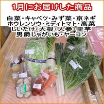 愛媛 百姓にお任せ 朝採れ 旬野菜 8-10品 石鎚山系農地の減農薬野菜 送料無料 宇和海の幸問屋_画像7