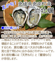 岩牡蠣 （700-1000g×5個） 天然 愛媛 （期間限定 5月中旬～8月末） 送料無料 北海道/沖縄/東北は別途送料 宇和海の幸問屋_画像2