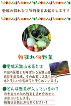 愛媛 百姓にお任せ 朝採れ 旬野菜 8-10品 石鎚山系農地の減農薬野菜 送料無料 宇和海の幸問屋_画像2