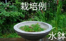 ヒシ　4個　ビオトープやガーデニング池の浮草　水鉢の水草等　多少の水質浄化にも_画像4