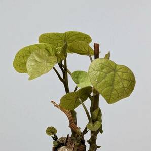 塊根植物  stephania hayata ステファニア セファランサ ハヤタ X-49 の画像10