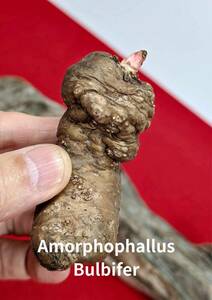 amorphophallus bulbifer　アモルフォファルス　X-45