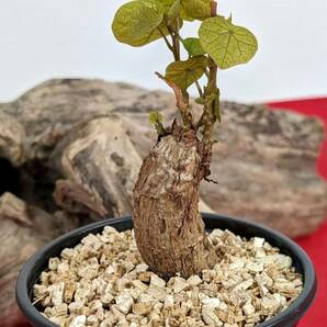 塊根植物  stephania hayata ステファニア セファランサ ハヤタ X-49 の画像1